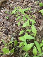 Castanea pumila
