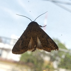 Condicinae