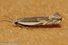 Pseudosophronia exustellus