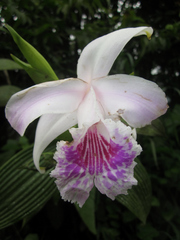 Sobralia rosea