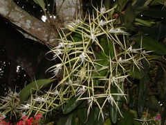 Epidendrum ciliare