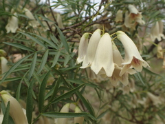 Pandorea doratoxylon
