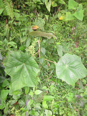 Cecropia andina