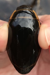 Dytiscus harrisii