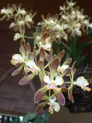 Encyclia alata