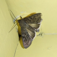 Condicinae