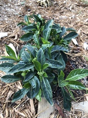 Psychotria ligustrifolia