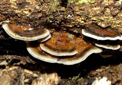 Bjerkandera adusta image