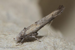 Zelleria oleastrella