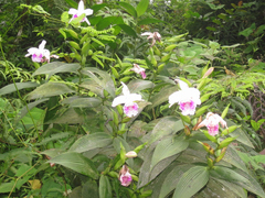 Sobralia rosea