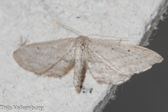 Idaea longaria