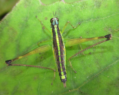 Paramastax annulipes