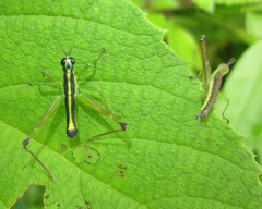 Paramastax annulipes