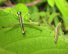 Paramastax annulipes