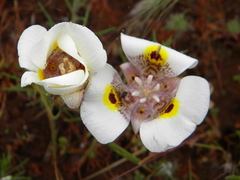 Calochortus superbus