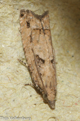 Acroclita subsequana