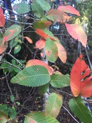 Nothofagus alpina