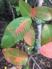 Nothofagus alpina