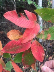Nothofagus alpina