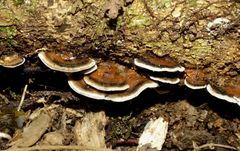 Bjerkandera adusta image