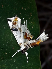Hositea