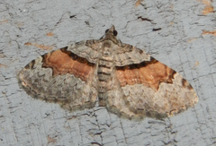 Xanthorhoe packardata