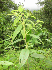 Vernonanthura patens