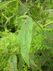 Vernonanthura patens