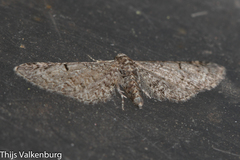Eupithecia ultimaria