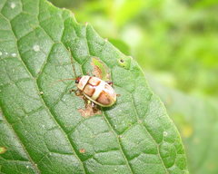 Asphaera nobilitata