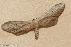 Idaea longaria