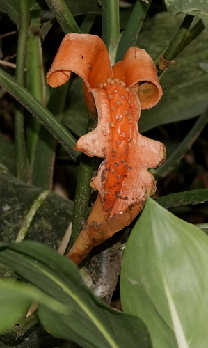 Dieffenbachia oerstedii