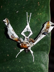 Hositea