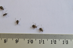 Pterochloroides persicae