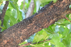 Pterochloroides persicae