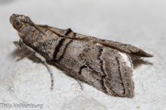 Acrobasis romanella