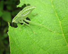 Phylloptera