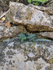 Pellaea glabella