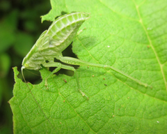 Phylloptera