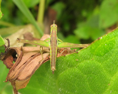Paramastax annulipes