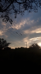 Cyanoliseus patagonus