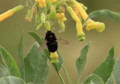 Xylocopa tabaniformis pallidiventris