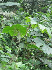 Cecropia andina