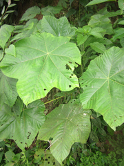Cecropia andina