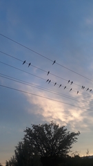 Cyanoliseus patagonus