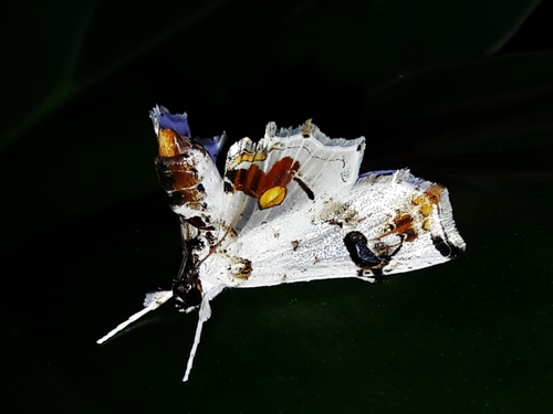 Hositea cyanops