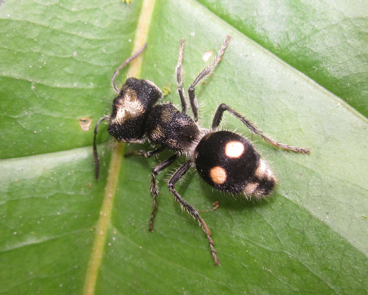 Hoplognathoca aequatoriana