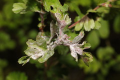 Podosphaera clandestina