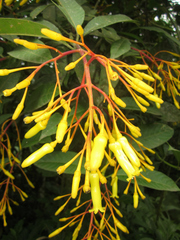 Palicourea padifolia