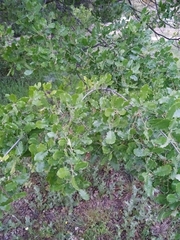 Quercus faginea